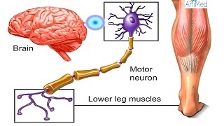 How Nervous System Works Animation  Nerve Conduction Physiology Central amp Peripheral Anatomy Video [upl. by Legnaleugim264]