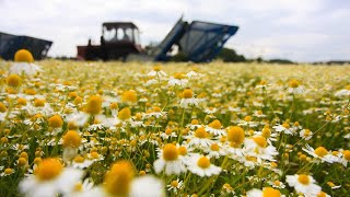 Beautiful Chamomile Flower Harvesting Machine  Chamomile Oil and Tea processing in Factory [upl. by Urbannai]