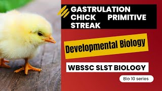 Chick Gastrulation Dev Bio WBSLST Zoology [upl. by Natalie]