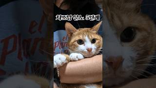 치즈냥이 분노 5단계 cheese cat angry level cat cute catlover 고양이 koreanshorthair [upl. by Rodmur984]