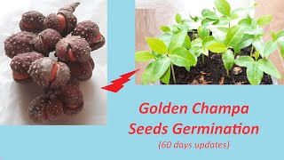 Golden Champa Seed Germination Grow Your Own Plants Discover how seeds transform to thriving plants [upl. by Alverta]