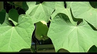 How to Grow Chayote [upl. by Dam]