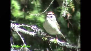 Roitelet à couronne dorée 2Goldencrowned Kinglet [upl. by Ysteb]