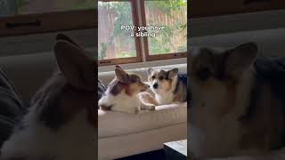 Corgis fight like siblings [upl. by Morrie]