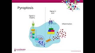 Detecting Cell Death Apoptosis Pyroptosis Autophagy and Necrosis [upl. by Dubois]