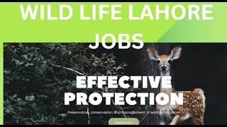 WILD LIFE LAHORE JOBS MAY 2024 GOVERNMENT JOBS governmentjobs jobsearch [upl. by Almeria]