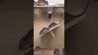 Easy mouse trapgood rat trap at home [upl. by Nnyliak986]