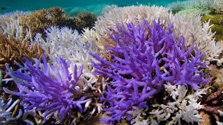 Why Some Corals Turn Neon Colors When Suffering Coral Bleaching [upl. by Heyer578]