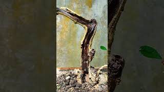 CUMA CUT AND GROW JADI BONSAI LITERATY [upl. by Nitaj]