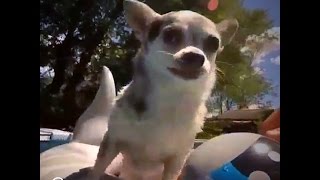 Senior Chihuahua Loves Going On Adventures [upl. by Ailene]