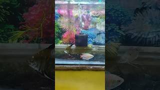 ANGEL LILY GOWRAMI COMMUNITY FISH TANK [upl. by Henni]