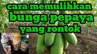 cara memulihkan bunga pepaya yang rontok [upl. by Airpal711]