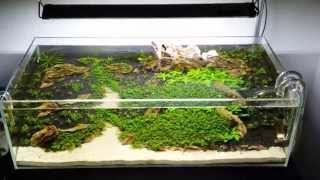 ADA 60F  Ohko Mountains  Update 1 [upl. by Joselyn]