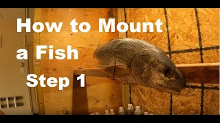 How to Mount a Fish  Taxidermy at Home [upl. by Ibrek]