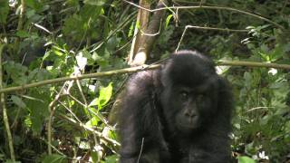 Eastern Lowland Gorilla footage 6 Steve Taylor [upl. by Mia]