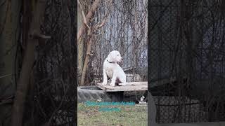 Dogo argentino family Lithuania [upl. by Trude667]