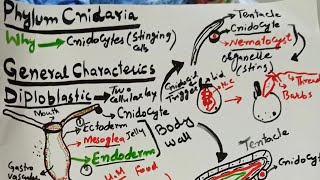 Phylum Cnidaria General characteristics ZoologyFsc part 1 [upl. by Ledah150]