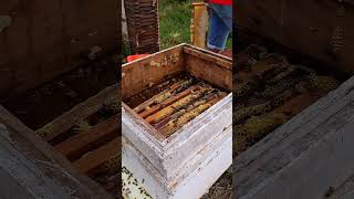 wild mountain thyme honey bee scene honey bee harvest harvesting wild honey in the forest [upl. by Devitt596]