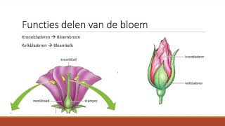 72  De functies van onderdelen van de bloem [upl. by Piderit]