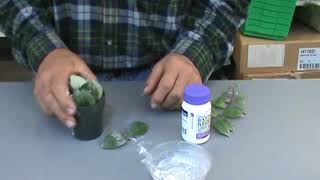 Propagating The Lipstick Plant Aeschynanthus Pulcher The Plant Farm® [upl. by Aihseym]