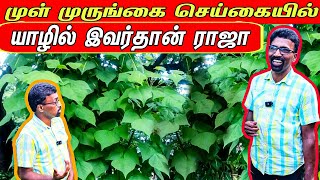 முள்முருங்கை தோட்டம் மூலம் இவ்வளவு இலபமா  Erythrina Veriegata farming jaffna [upl. by Eerbua]