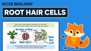 Root Hair Cells  GCSE Biology [upl. by Euqinim125]