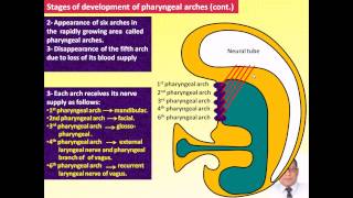 Magdy Said Anatomy SeriesSpecial Embryology1pharyngeal arches branchial apparatus [upl. by Brause]