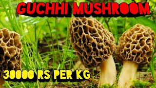 Gucchi Mushroom  Guchhi Morel Mushrooms  Mushroom Cultivation In India  Morchella Esculenta [upl. by Feune]