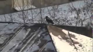 Crow Uses Plastic Lid to Sled Down Roof Over and Over Again [upl. by Wycoff]