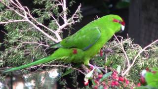 KakarikiNew Zealand Red Crowned ParakeetCanon HF10 [upl. by Helli]