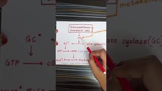 Nitrates mode of action on cardiovascular system nitrates moa ytshots youtubeshorts [upl. by Nekal]