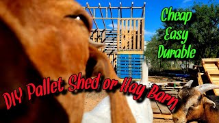 DIY Pallet ShedHay Barn for under 500 [upl. by Leda]