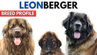 Leonberger Dog Breed Profile History  Price  Traits  Leonberger Dog Grooming Needs  Lifespan [upl. by Nevad260]