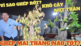 Ghép mai tháng nào tốt Vì sao ae ghép bo bị rớt khô cây nứt thân Út Đực chia sẻ phân thùng HVP mới [upl. by Katleen320]