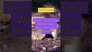 Secret Lives of Urban Wildlife in Your Backyard urban facts [upl. by Arianne25]