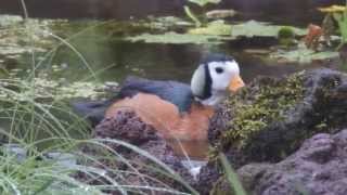 African pygmy geese Nettapus auritus in aviculture [upl. by Atkinson75]