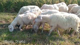 Sheep Shepherd  Song Ice Crean Campina  Lagu Es krim campina [upl. by Ettenajna]