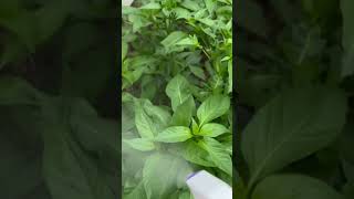 How to spraying plants soapy water for insects agriculture shorts [upl. by Jaime623]