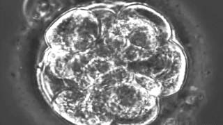 Timelapse observation of fertilized mouse embryo up to the blastocyst stage [upl. by Swartz]