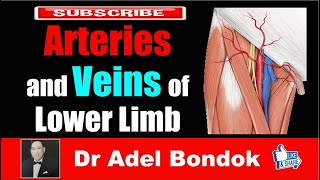 Arteries and Veins of the Lower Limb Dr Adel Bondok [upl. by Dawes]