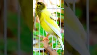 تغريدالكناري saka kanarienvogel फिंचफिंच fringuello طفرات تقديم kenari صغار [upl. by Elletnuahs163]