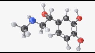 Epinephrine Adrenaline  Blood Pressure Gastrointestinal Relaxation Heart Lung Brain Asthma [upl. by Yrrol445]