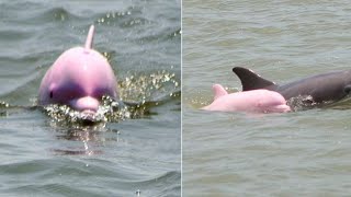 Pink dolphin named “Pinky” spotted playing in Louisiana ship channel [upl. by Hinze]