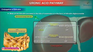 Uronic Acid Pathway Animation  Medical Biochemistry [upl. by Atteroc902]