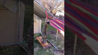 Cat HiJinks Hammock Fun cats kitten [upl. by Eenalem]