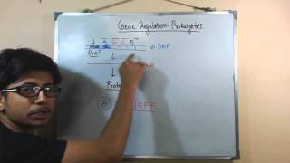 Gene regulation in prokaryotes [upl. by Funk]