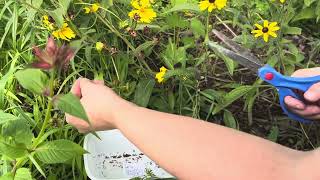 How to harvest lancedleaved coreopsis or tickseed Coreopsis lanceolata seeds [upl. by Madalena233]