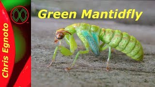 Half Praying Mantis Half Lacewing All Mantidfly [upl. by Kiyoshi]