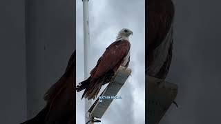 The Brahminy Kite formationday eagle eagles Brahminykite [upl. by Anahpets496]