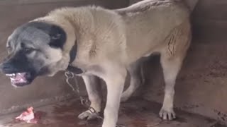 Angry KaNGaL Massive Food Aggression [upl. by Htaras]